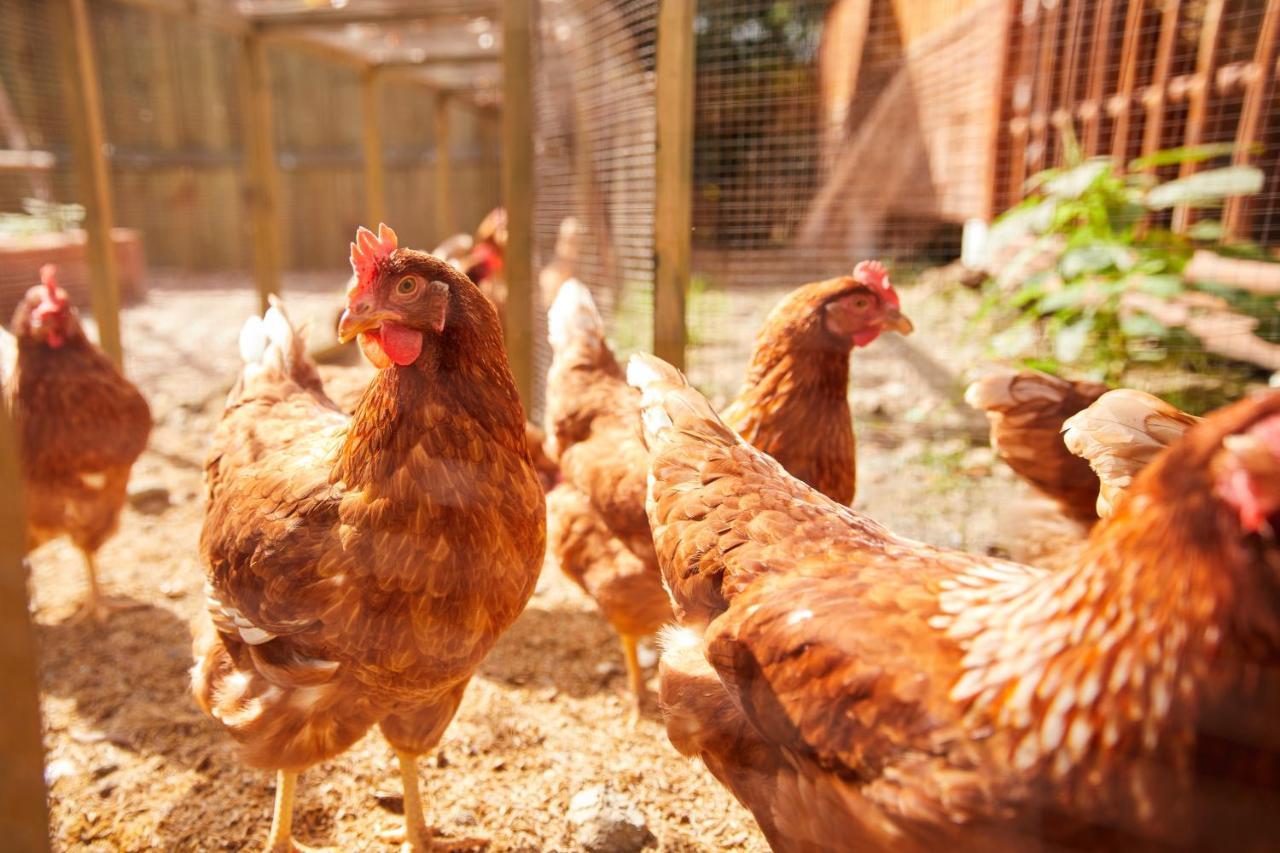 La Cocotte Villa & Farm Khao Yai Nong Sarai Eksteriør bilde